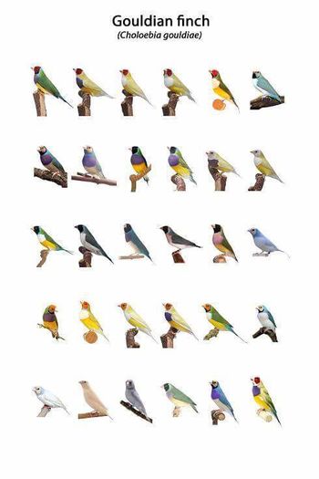 12243065_722857797847793_4870433632509483756_n