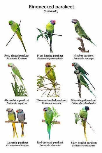 12243562_722857451181161_6288057797163771882_n