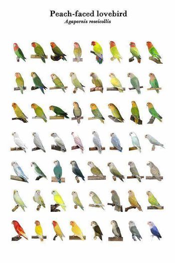 12246740_722857687847804_9100212366772035370_n