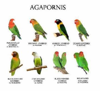 12247147_722857754514464_7938953657714735999_n