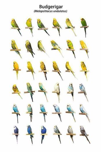 12274254_722857784514461_7372930570420913406_n