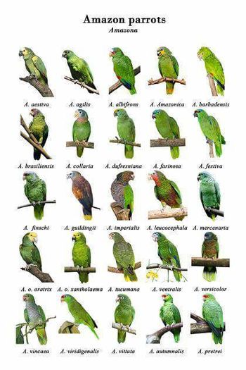 12279195_722857624514477_6143484651981085237_n - postere