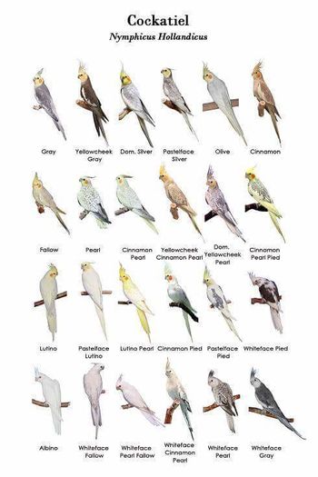 12294634_722857714514468_3571742907464172174_n - postere