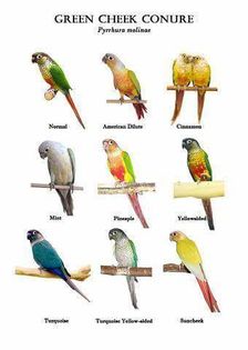 12301508_722857657847807_8648962180878034909_n