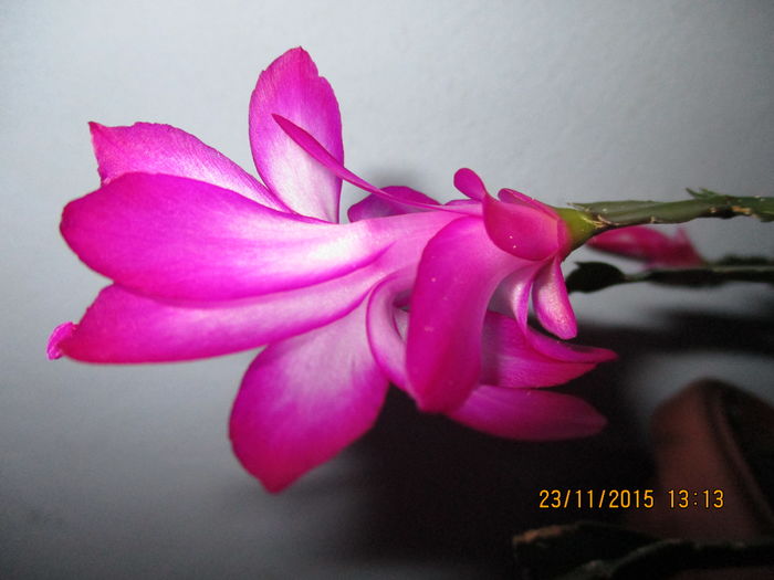 IMG_0271 - Florile mele noiembrie 2015