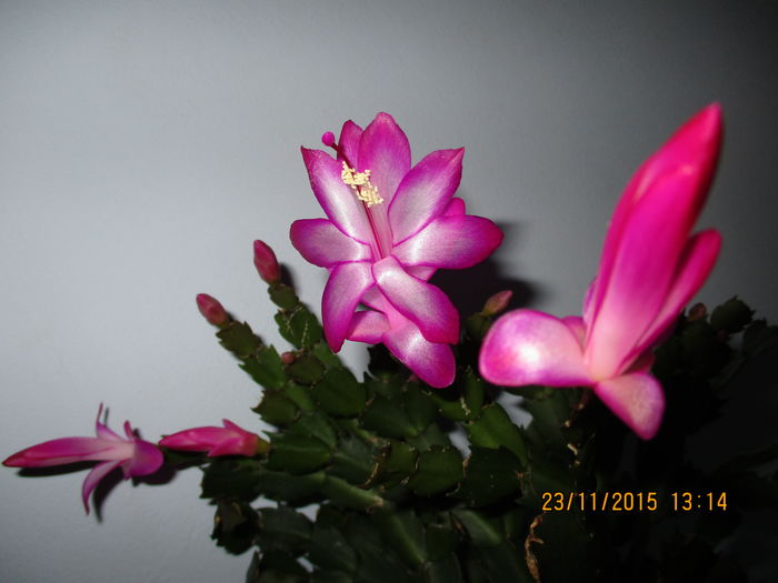 IMG_0276 - Florile mele noiembrie 2015
