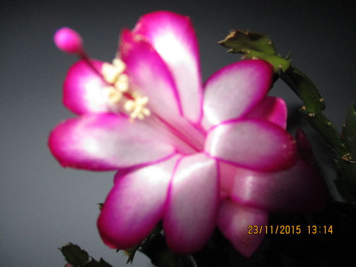 IMG_0277 - Florile mele noiembrie 2015