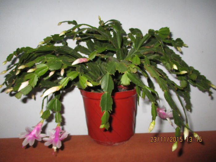 IMG_0279 - Florile mele noiembrie 2015