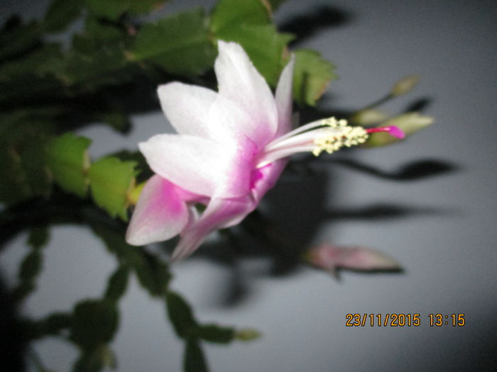 IMG_0281 - Florile mele noiembrie 2015