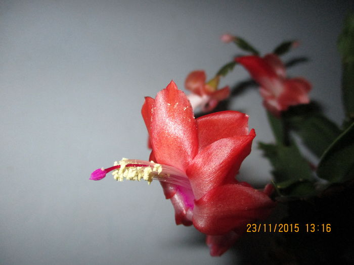 IMG_0288 - Florile mele noiembrie 2015