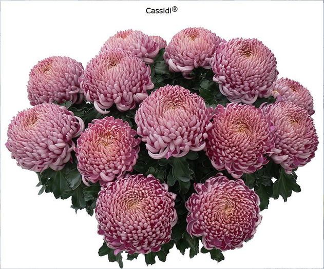 Cassidi - Comanda anulata crizanteme - primavara 2016