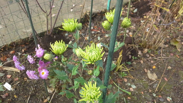 20151123_102234; crizanteme
