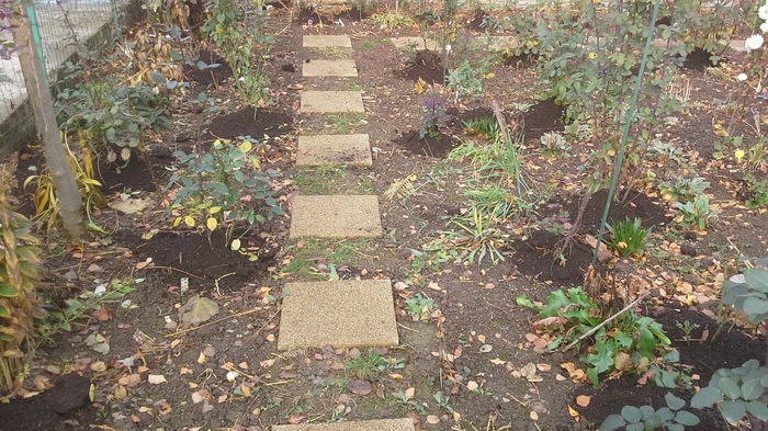 20151123_102301; trandafiri musuroiti pt iarna
