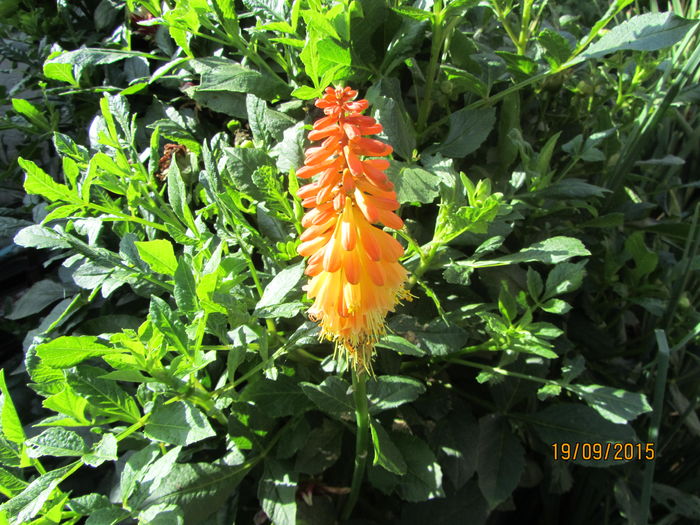 Kniphofia (2)