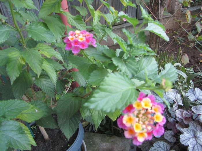 Lantana (7)