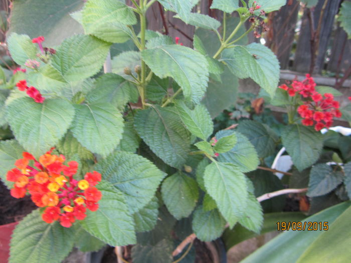 Lantana