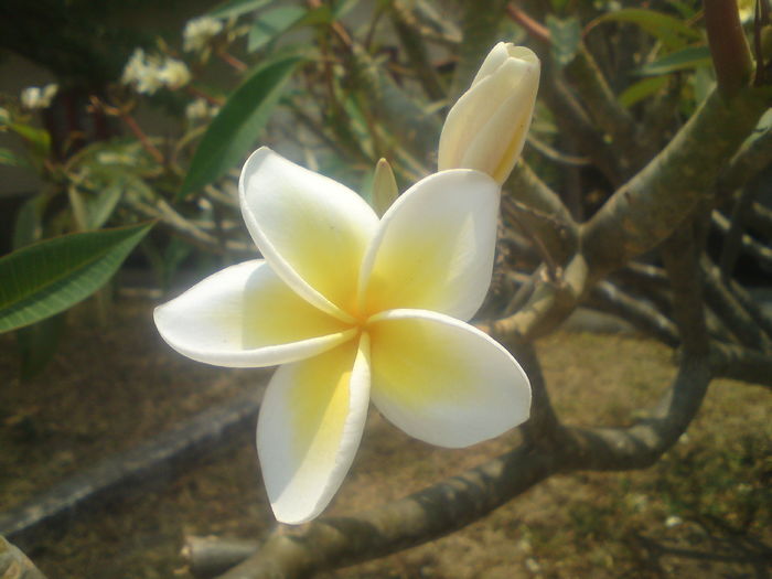 Plumeria