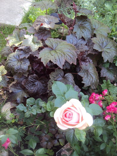 DSC00551 - 2016 Heuchera