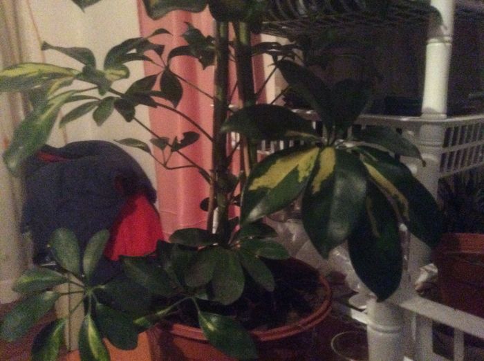 image - diverse plante de camera