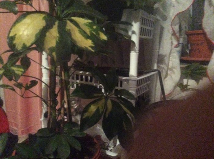 image - diverse plante de camera