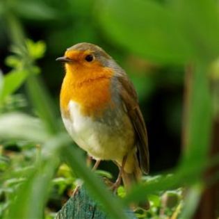 667270_8ad72234c73aaf3f295a65f50152ff2f_mdsq