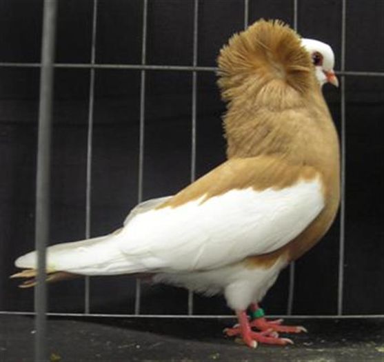 Komorner Tumbler Pigeon 23