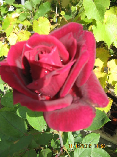 Picture 4771