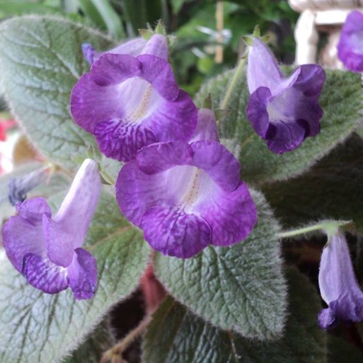 Eucodonia - De prin ghivece