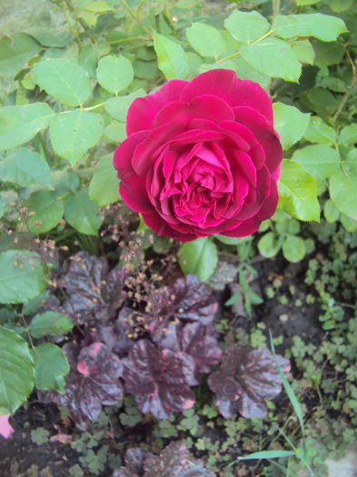 Midnight Rose - 2016 Heuchera