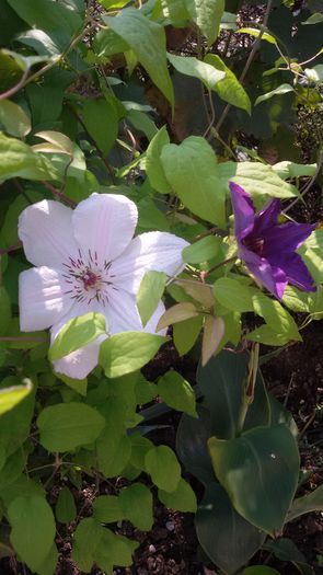 tmp_4998-20151007_1225451943851306 - 6Clematite