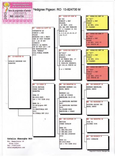 bgs pedigree - Achizitie noua 23 noiembrie 2015