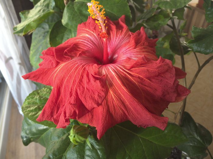 WIN_20151126_100519 - Tahitian Prince of Fire