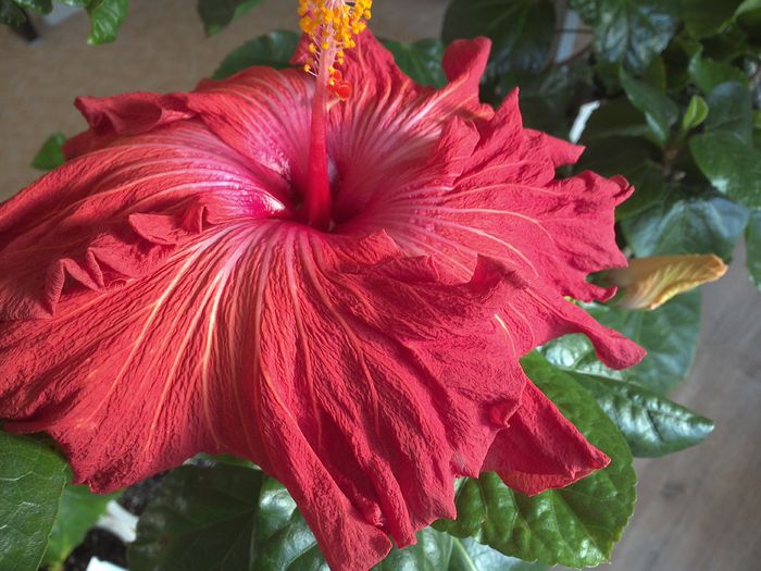 WIN_20151126_100546 - Tahitian Prince of Fire