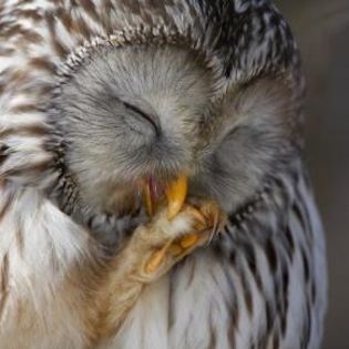 667613_34a3cc36f5cd428025a98de7e9b4b5dd_mdsq - BIRDS