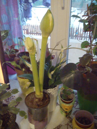 cat a crescut in cateva zile