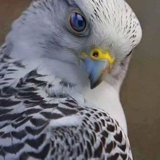667681_e8f1394b09654d6be77ad5355afb51bc_mdsq - BIRDS