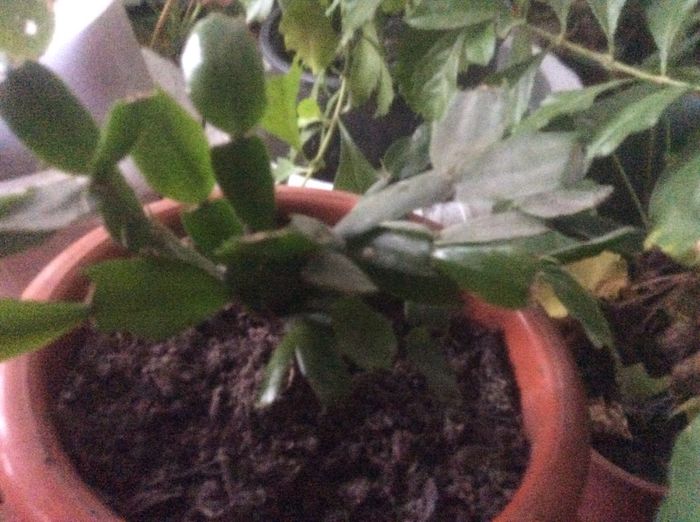 image - diverse plante de camera