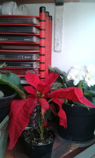 IMG-20151120-WA0002 - POINSETTIA