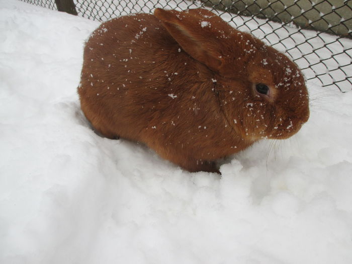 A venit iarna si la noi:) - 3 Arhiva iepuri