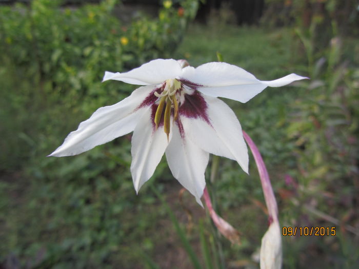 Acidanther murielae-Gladiole stelare