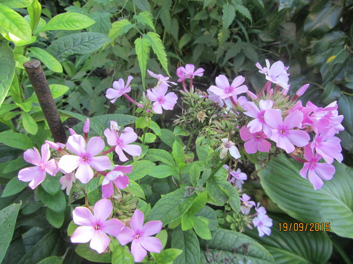 Phlox paniculata (2)