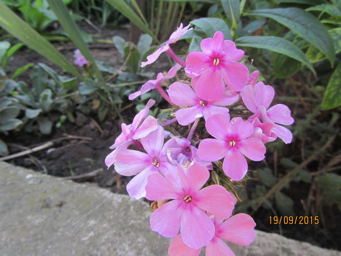 Phlox paniculata