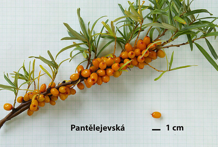 Pantelejevska - Catina - soiuri straine