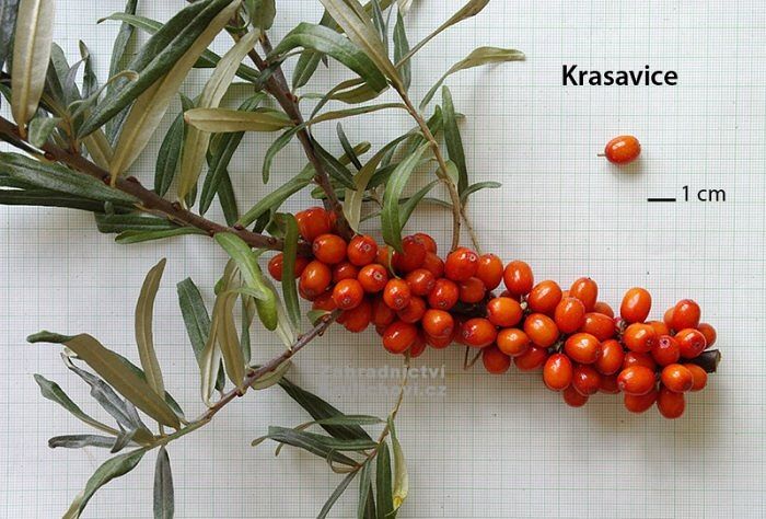 Krasavice