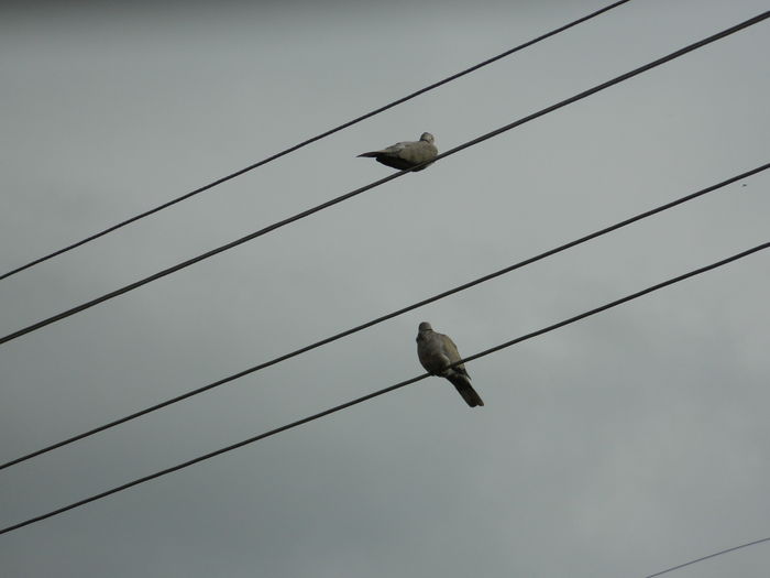 DSCN4499 - 2015_NOIEMBRIE_2