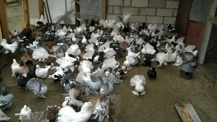 WP_20151126_14_25_30_Pro