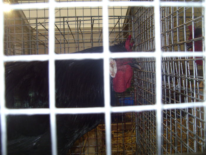 SDC14543