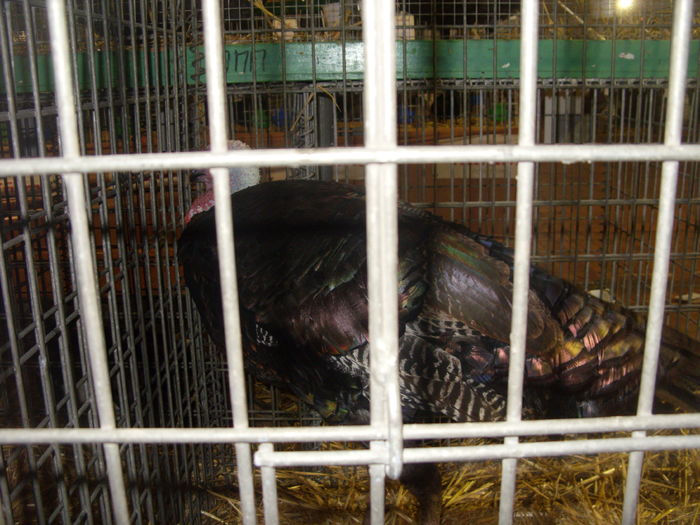 SDC14558