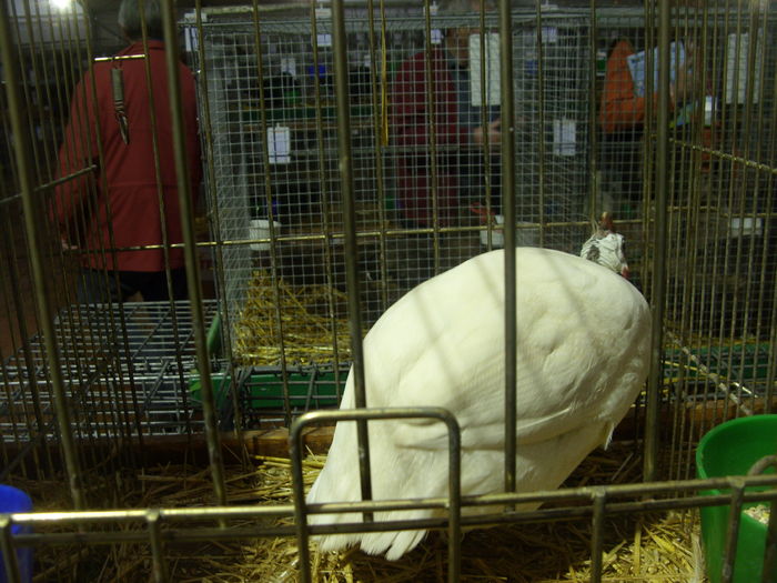 SDC14560