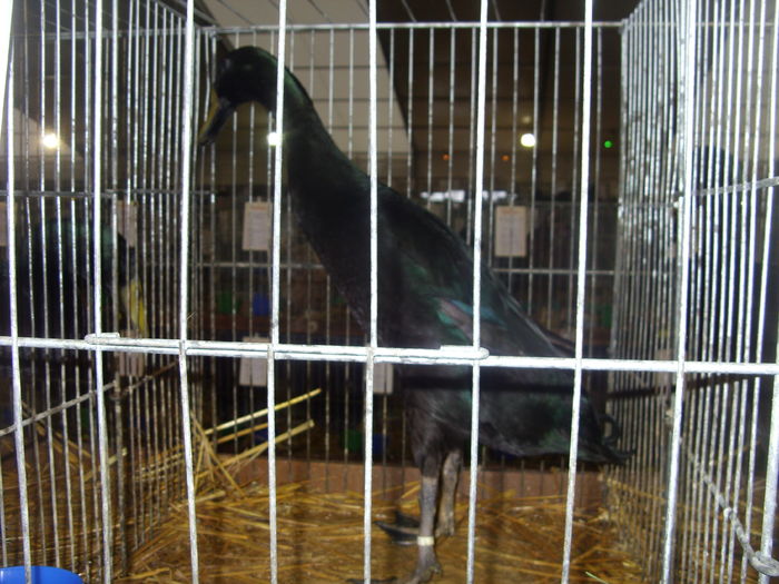 SDC14566